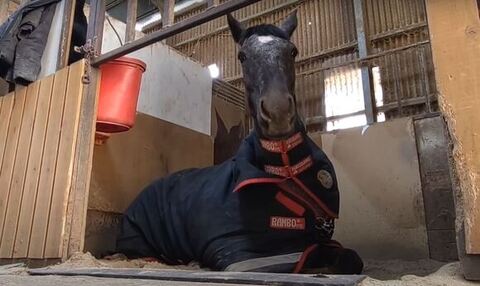 足音に反応しているタラちゃん