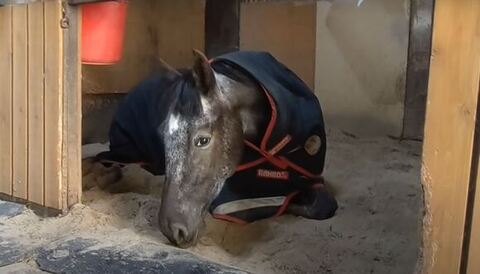 あくびするおからちゃんを見つめるうにくん