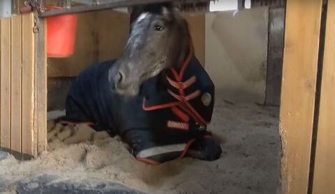 遠くをみてるタラちゃん