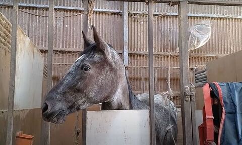 タラちゃん横顔