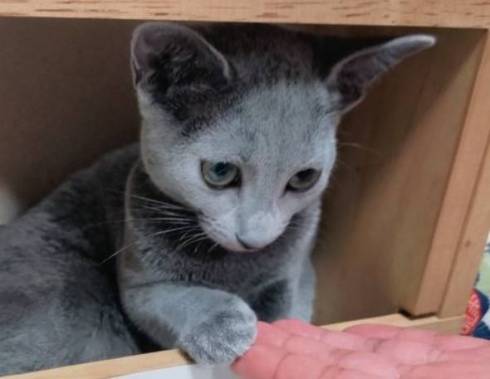 猫 ロシアンブルー ベルちゃん 手相占い 