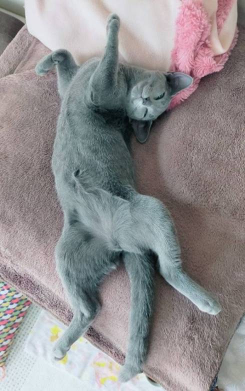 猫 ロシアンブルー ベルちゃん 手相占い 