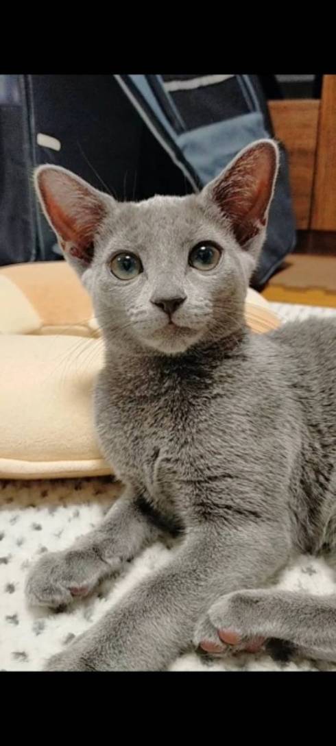 猫 ロシアンブルー ベルちゃん 手相占い 