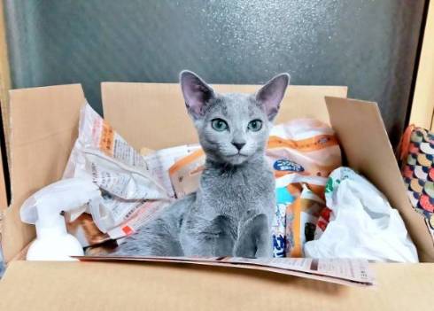 猫 ロシアンブルー ベルちゃん 手相占い 