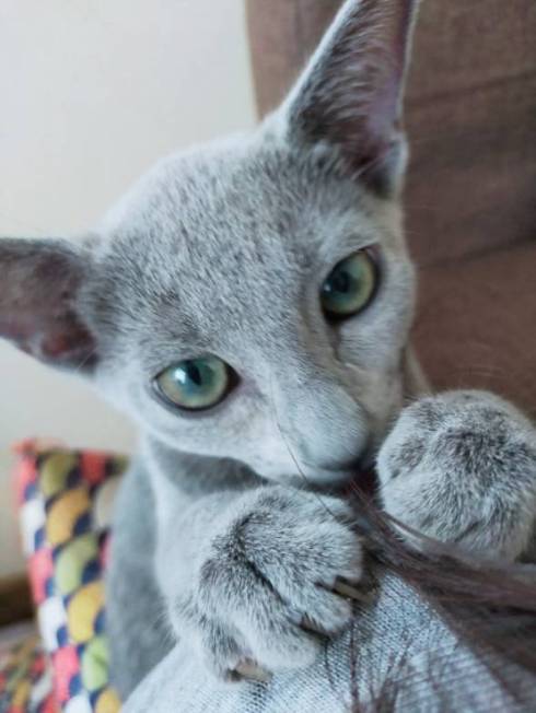 猫 ロシアンブルー ベルちゃん 手相占い 