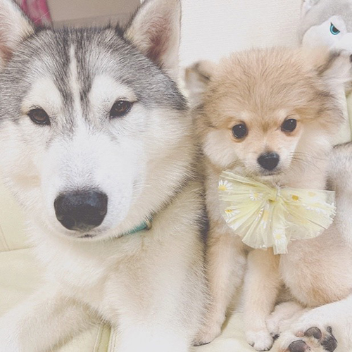 ハスキーとポメ