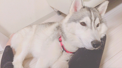 甘えん坊ルークくん