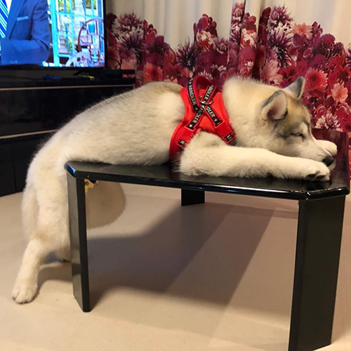 すごい寝方ルークくん