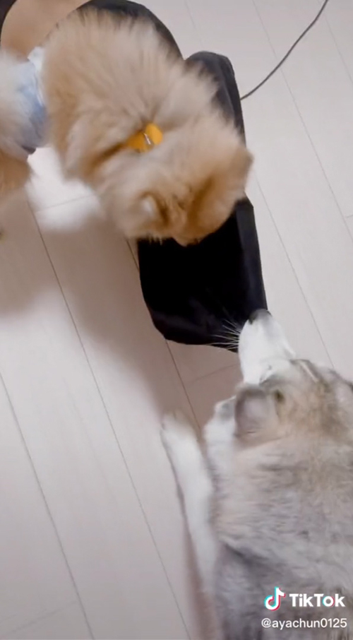 ポメラニアンも参戦