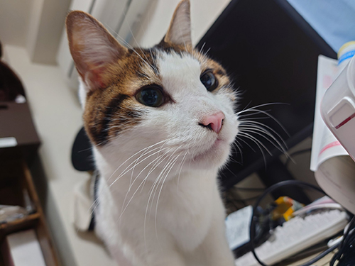 ルーちゃん顔アップ