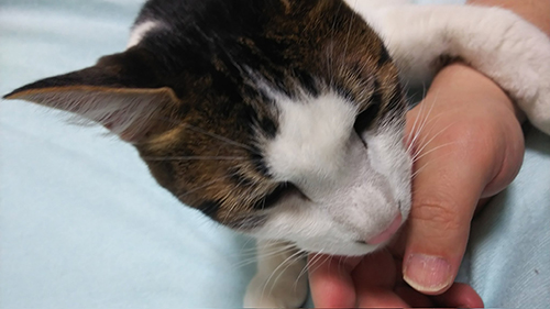 手にぎゅっとする猫ちゃん