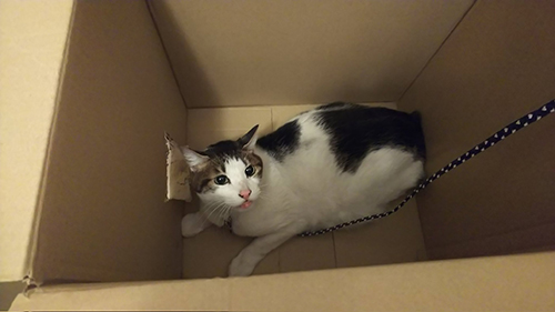 救出された猫ちゃん