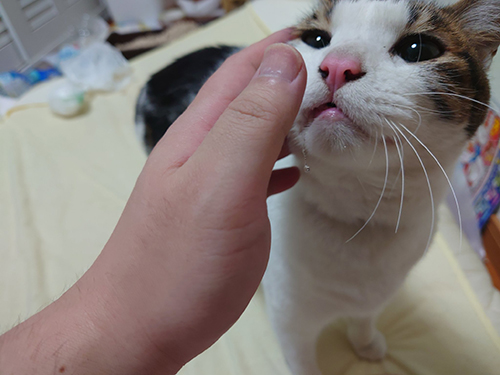 顔を触らせてくれる猫ちゃん