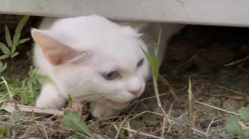 パンチ癖がある白猫を保護