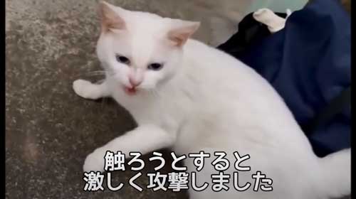 威かくする白猫