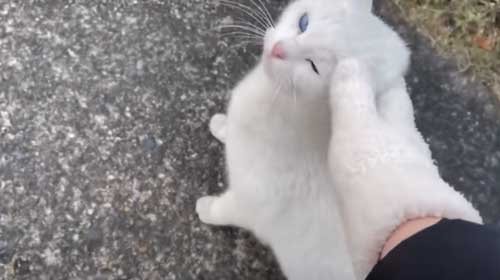 慣れてきた白猫