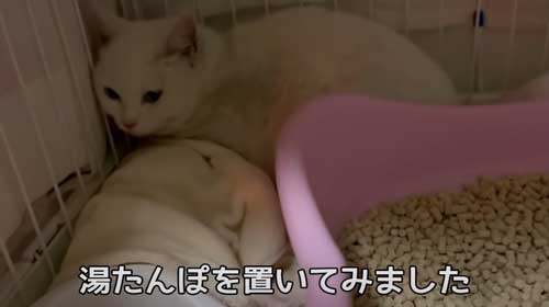 新しい環境に戸惑う白猫