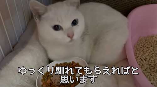 隅っこに座る白猫