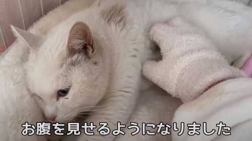 パンチ癖 猫 保護 懐いた 捨て猫 変化