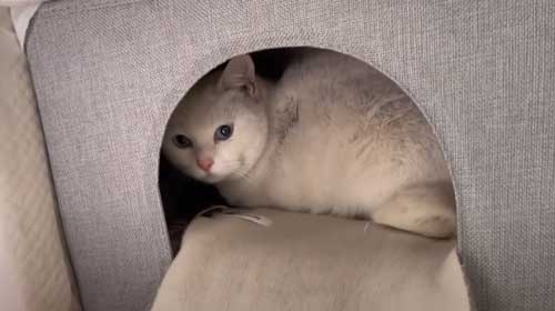 パンチ癖 猫 保護 懐いた 捨て猫 変化
