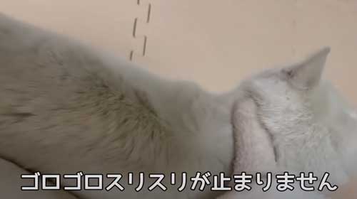 爆発的に慣れた白猫