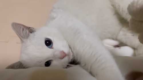 甘えてくる白猫