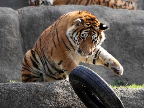 タイヤを落としたトラ