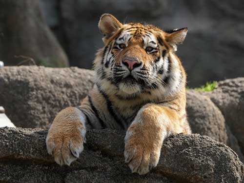 タイヤを落としたアースくん