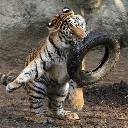 タイヤで遊ぶトラ