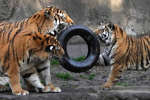 タイヤを取り合うトラたち