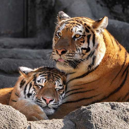 タイヤ 落とした ショック 4コマ 写真 アムールトラ 浜松市動物園