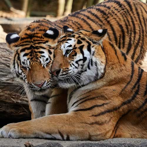 タイヤ 落とした ショック 4コマ 写真 アムールトラ 浜松市動物園