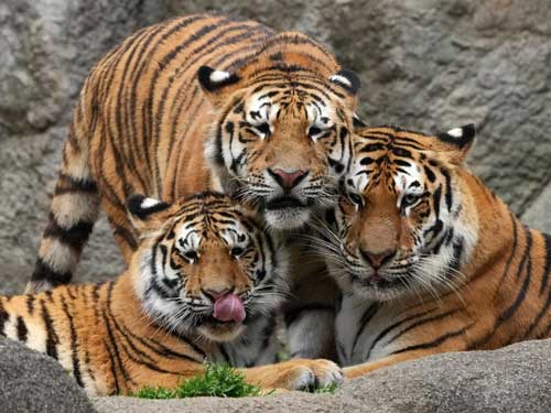 タイヤ 落とした ショック 4コマ 写真 アムールトラ 浜松市動物園