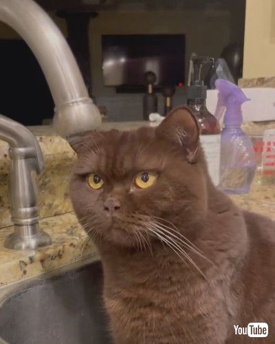 「Stoic Cat Just Wants to Watch Water Droplet Fall || ViralHog」