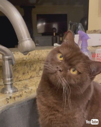 「Stoic Cat Just Wants to Watch Water Droplet Fall || ViralHog」