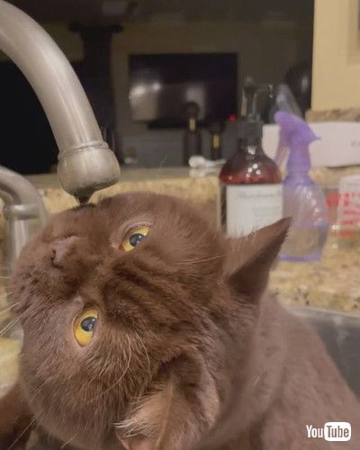 「Stoic Cat Just Wants to Watch Water Droplet Fall || ViralHog」