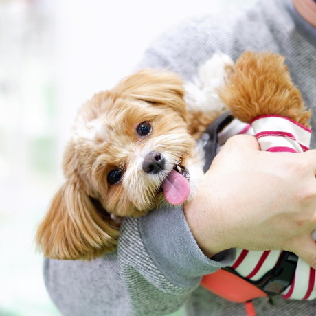 ちゃちゃまるちゃん