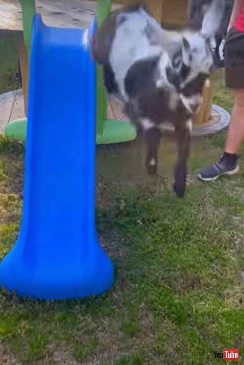 ジャンプするヤギ