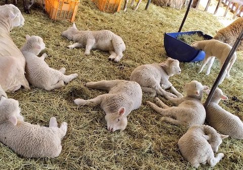 ひつじが寝転がっている