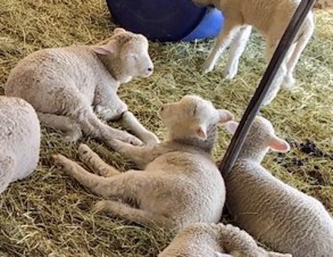 ひつじが寝転がりながら雑談