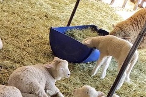 ひつじが牧草を食べる