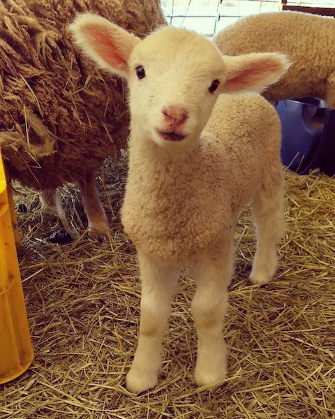 赤ちゃんひつじ