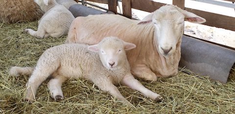 ひつじが体を寄せて寝てる