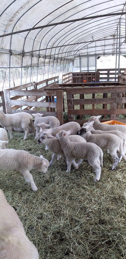 ひつじたちの日常