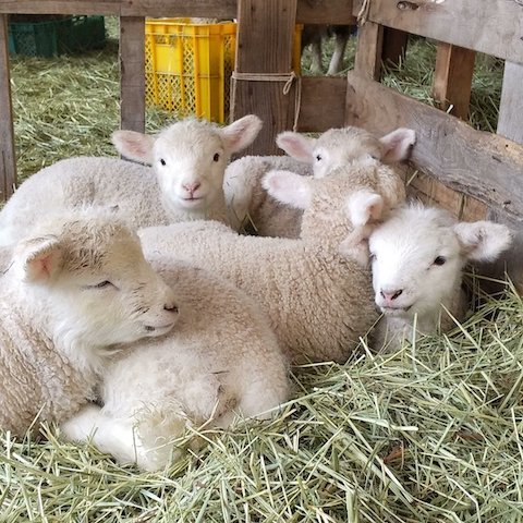 ひつじたちが密