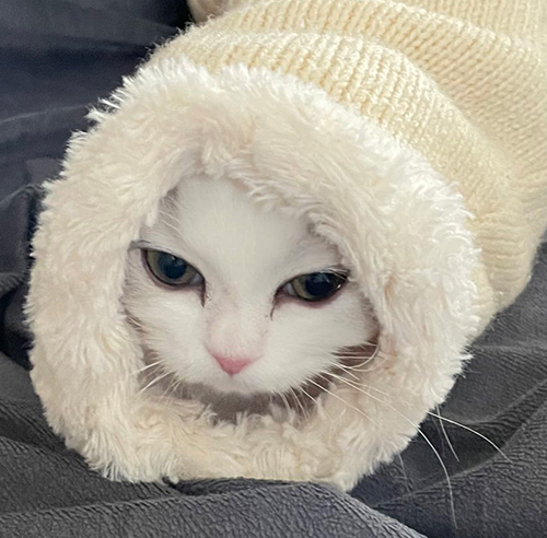 ツチノコノーマンくんトリミング