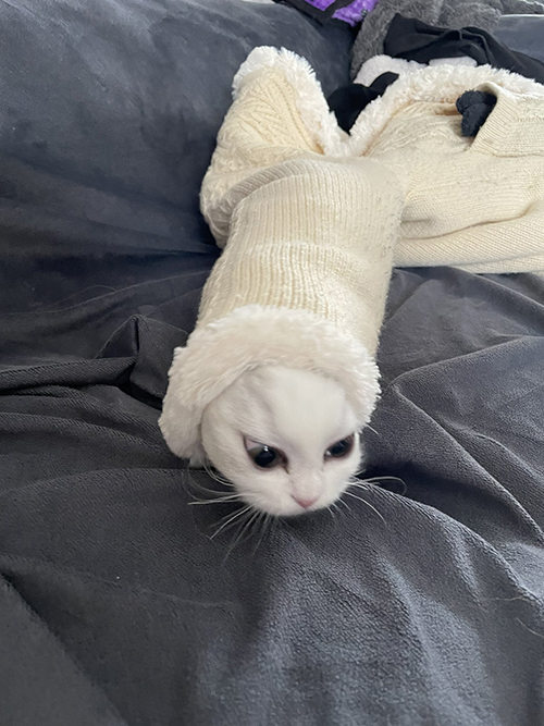 ぬるんと出てきたノーマンくん