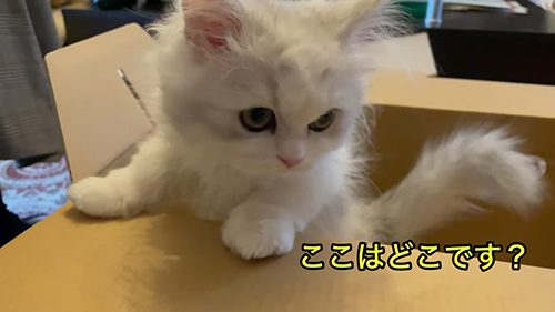 ここはどこですノーマンくん