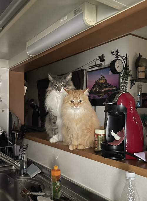 朝ごはん待ちレイエマちゃん