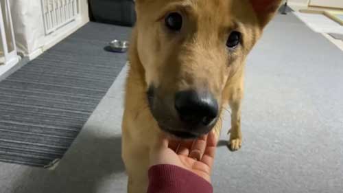 あごをなでられる犬